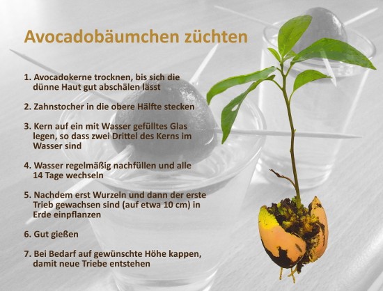 Anleitung zum Avocadobäumchen Züchten