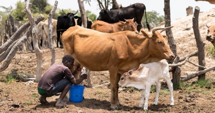 Nutzviehhaltung in Sambia.©GEMEINSAM FÜR AFRIKA