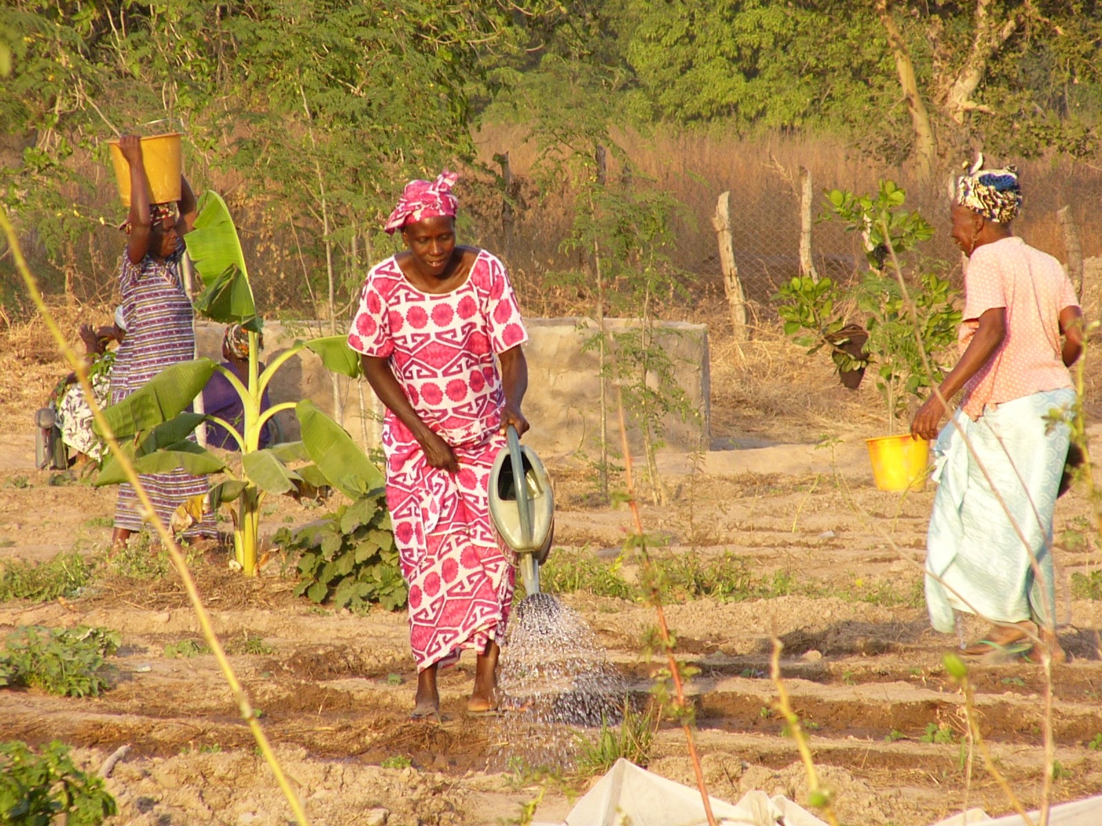 Neue Perspektiven für die afrikanische Landwirtschaft? – GEMEINSAM FÜR