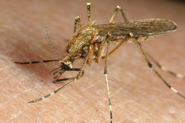 Moskitonetzes ist ein wirksamer Schutz gegen Malaria._@action medeor