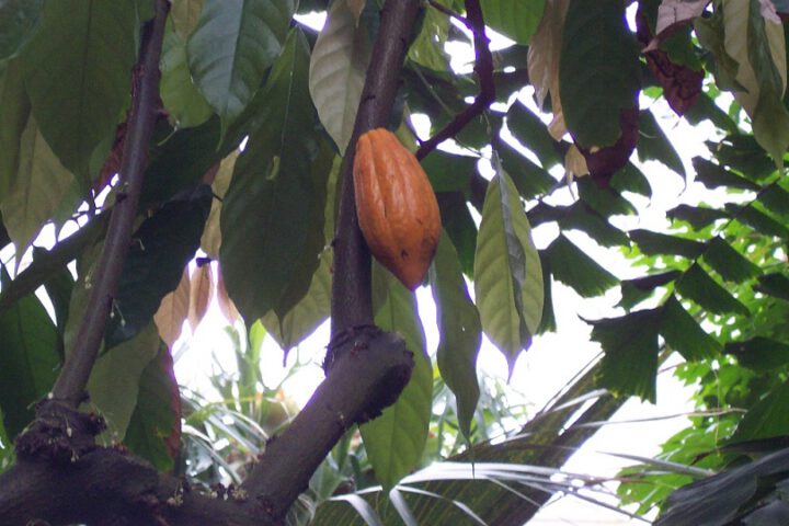 Symbolbild: Kakaobohne