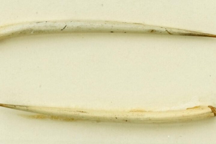 Dornen für die Impfung gegen Pocken