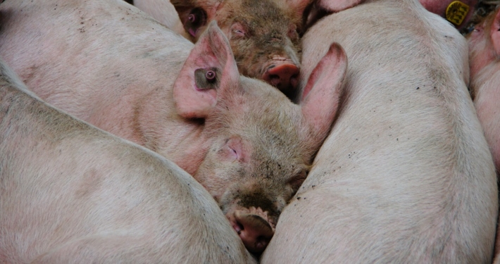 Symbolbild: afrikanische Schweinepest