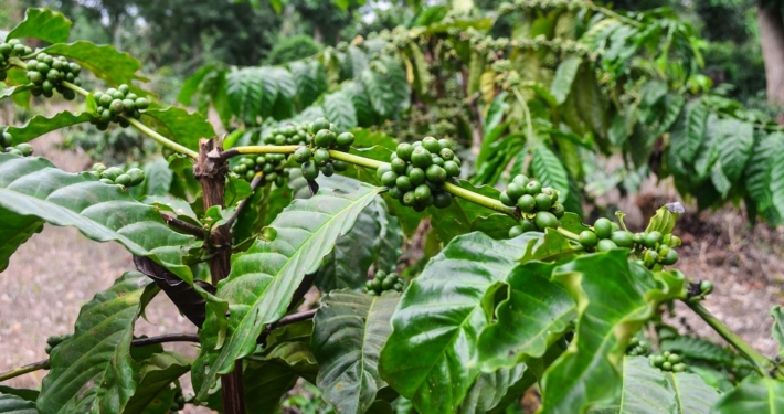 Symbolbild: Kaffeplantage
