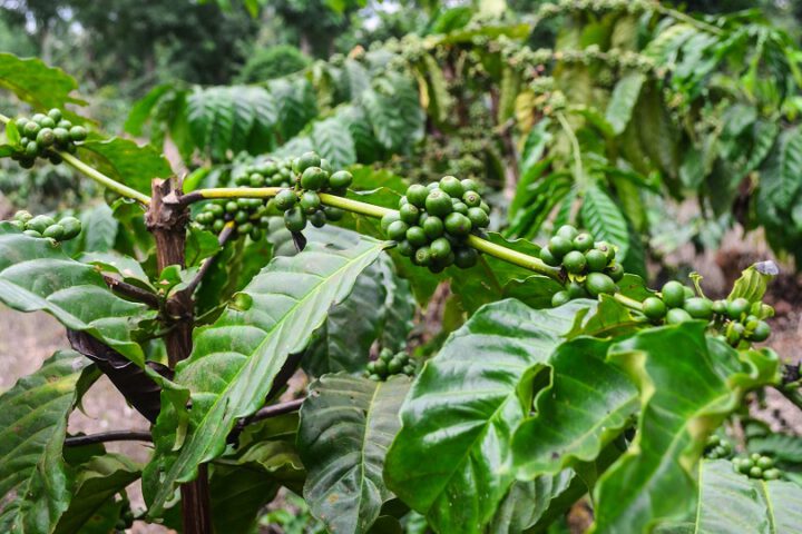 Symbolbild: Kaffeplantage