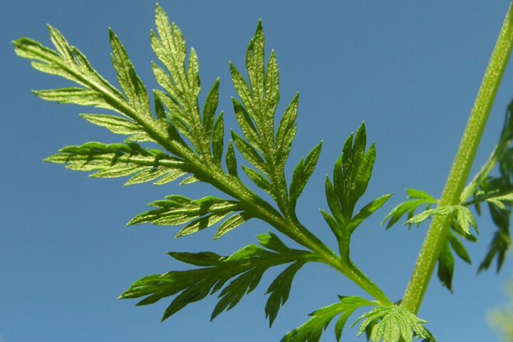 Artemisia annua