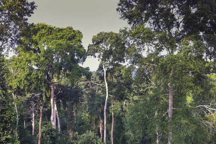 Ghana Regenwald