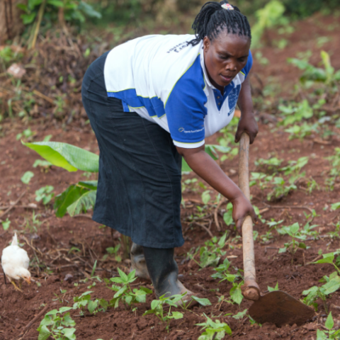 Uganda_Frau arbeitet auf dem Feld_©GEMEINSAM FÜR AFRIKA / Trappe