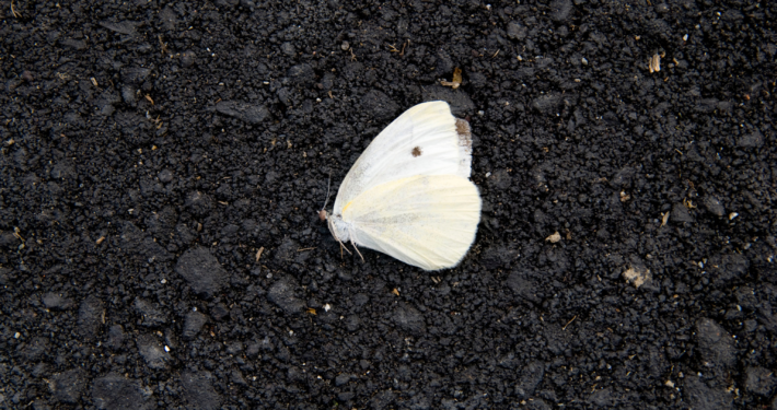 Toter Schmetterling auf Ascheboden