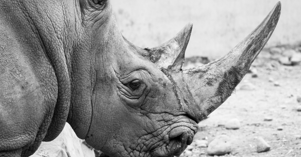 Nashorn