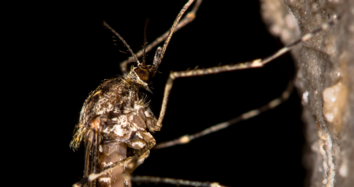 Malaria-Mücke
