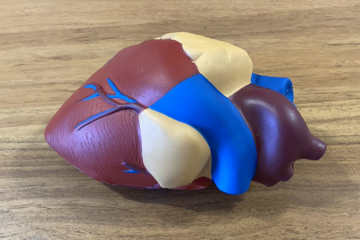 Gesundheitskoffer: Herz-Modell