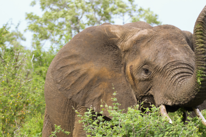 Dickhäuter mit viel Rüsselspitzengefühl 