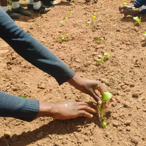 GLOBAL CARE in Simbabwe: Ernährungssicherheit und wirtschaftliche Stabilität