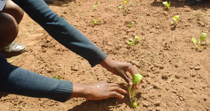 GLOBAL CARE in Simbabwe: Ernährungssicherheit und wirtschaftliche Stabilität