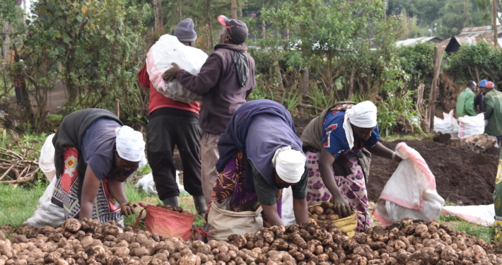 ora Kinderhilfe in Kenia: Klimaangepasstes Kartoffelsaatgut