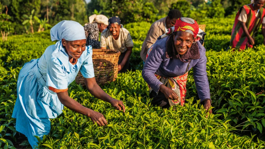 Teepflückerinnen in Kenia. ©Canva